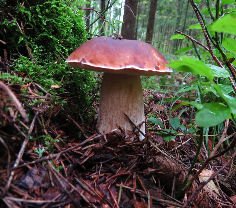 Возле дерева - Андрей Снегерёв