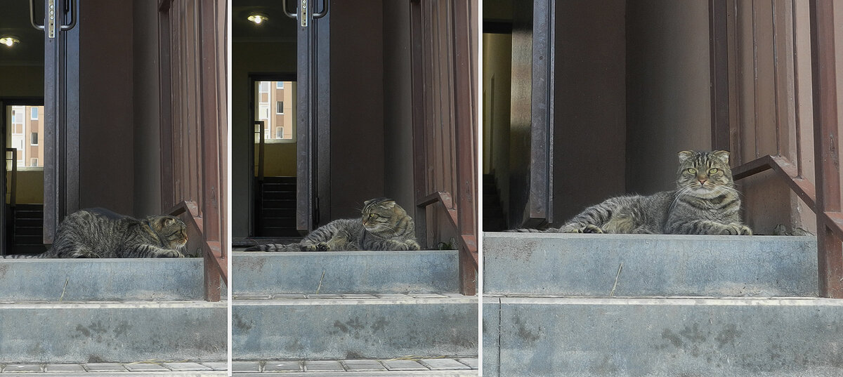 реакция кота на собак которые проходили мимо - Лера 