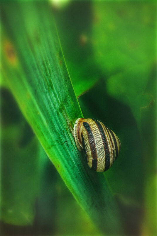 Эскарго..) - AZ east3