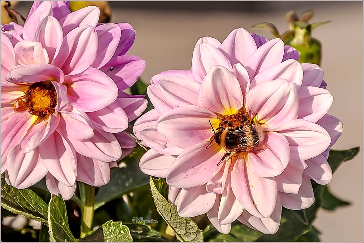 Про август, георгины и шмелей... - Aquarius - Сергей