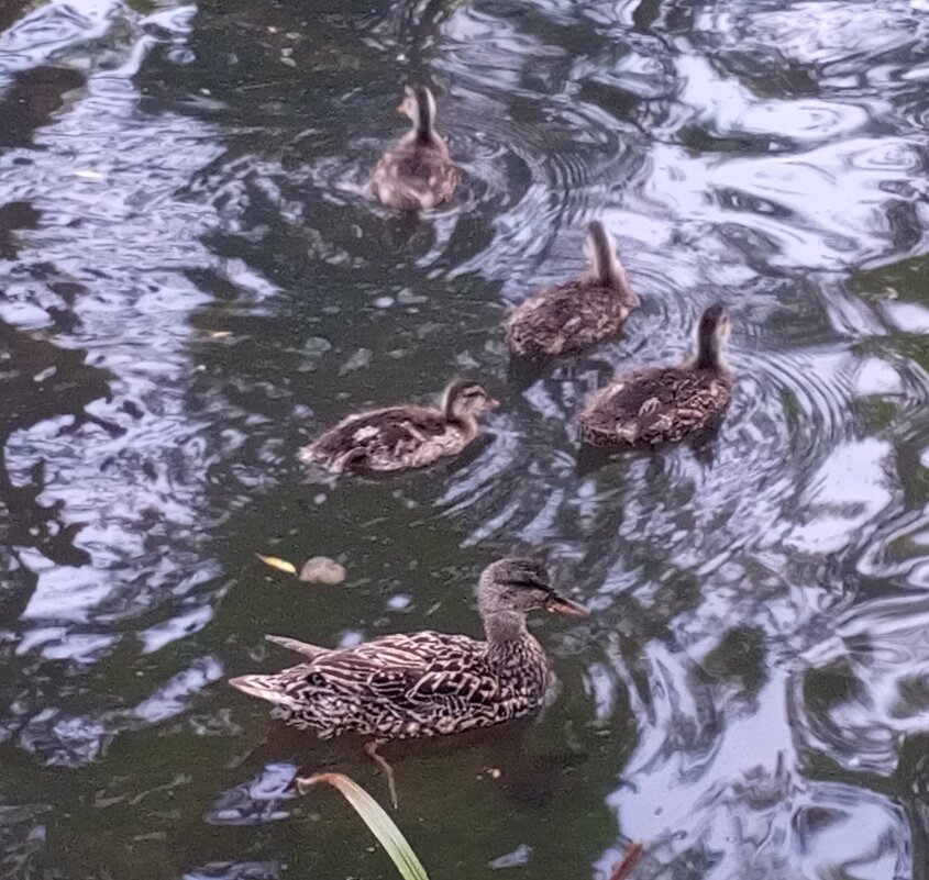 Утята серой утки - Сапсан 