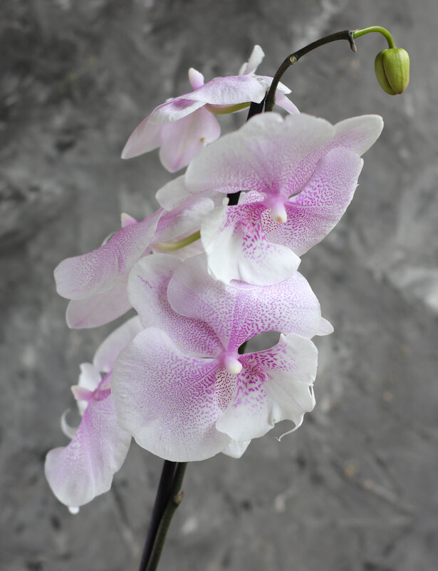 Биг лип - Irene Irene