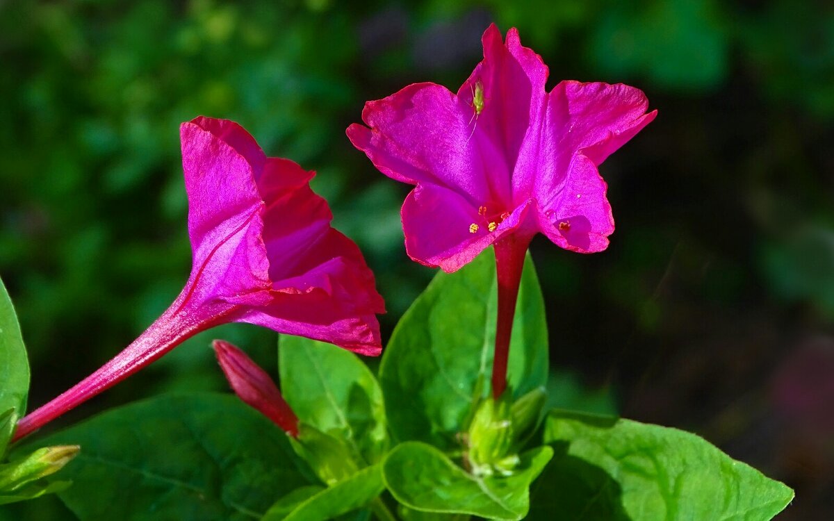 Цветы августа. - Милешкин Владимир Алексеевич 