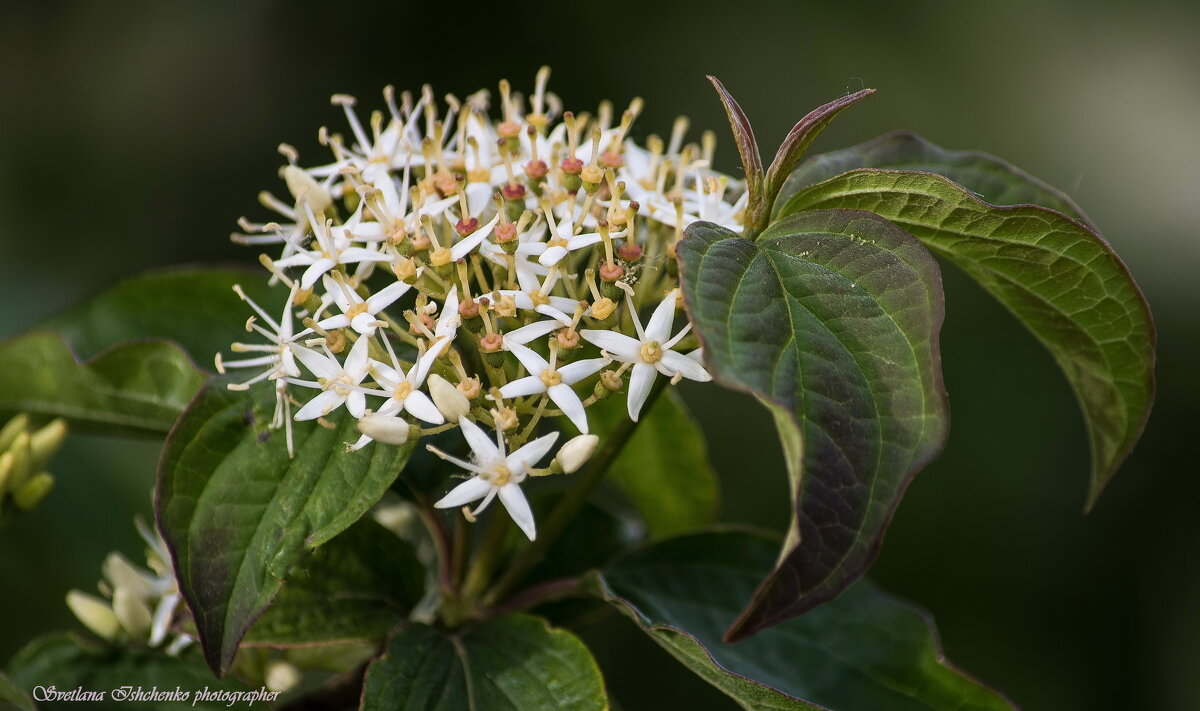 Свида ярко-красная - Светлана Ищенко