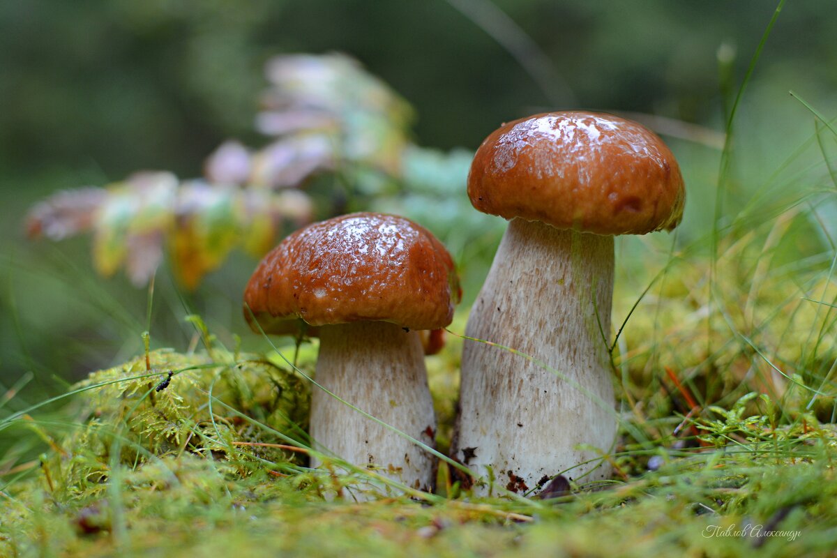 Белый гриб - Aleksandr P.