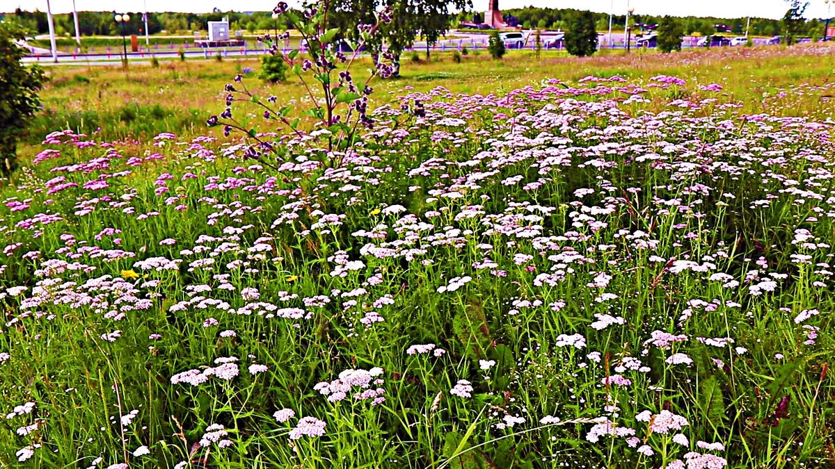Июль...Полевые цветы в прибрежном парке Нефтеюганска. - Владимир 