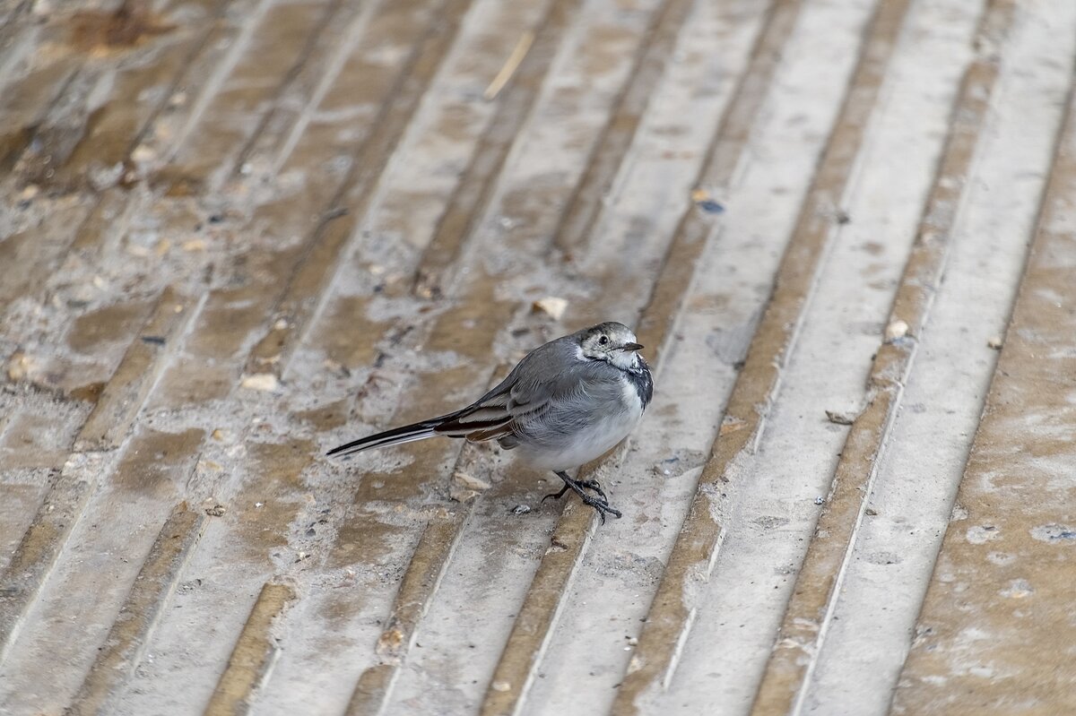 Похолодало - Валерий Иванович