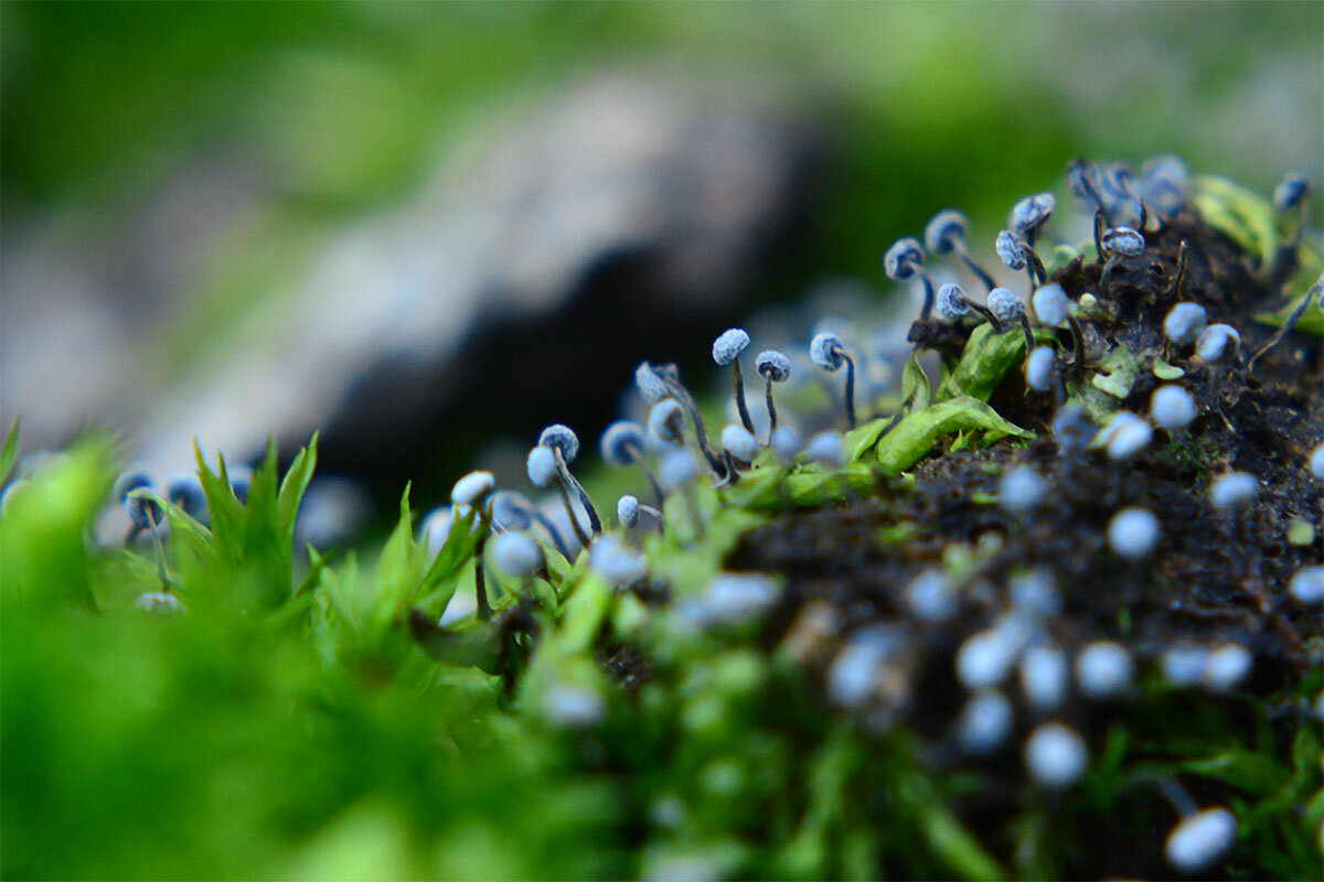 Миксомицеты - Геннадий Супрун