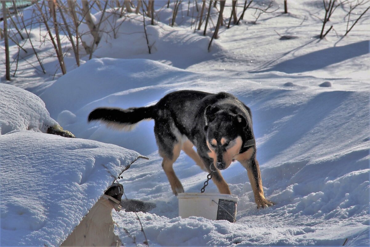 Зима в городе. - Венера Чуйкова