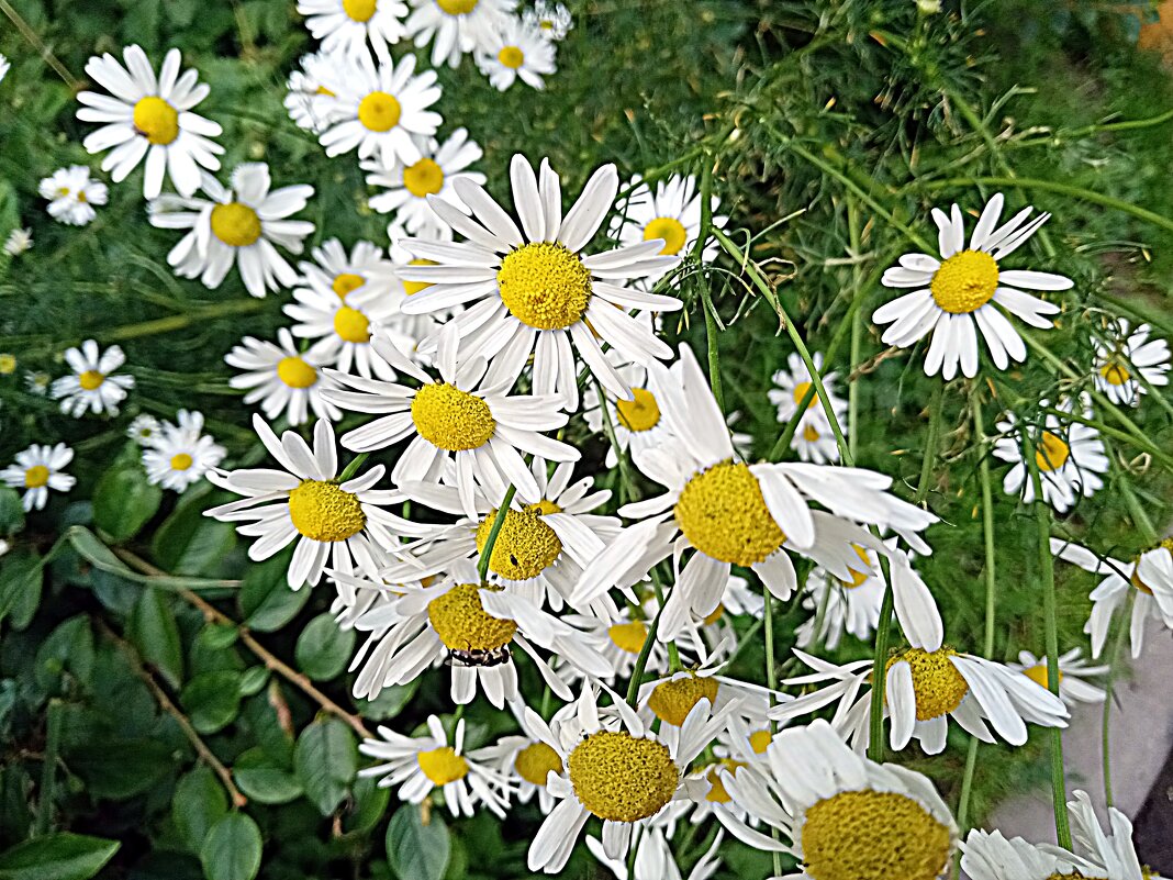 Цветы. - Владимир Драгунский