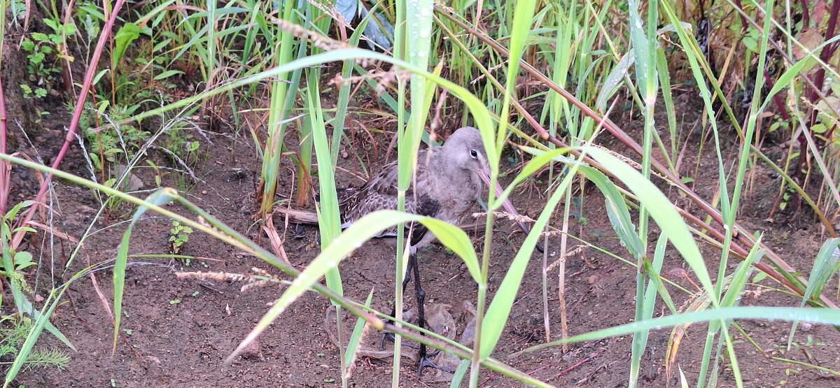 . - Сергей Асташонок