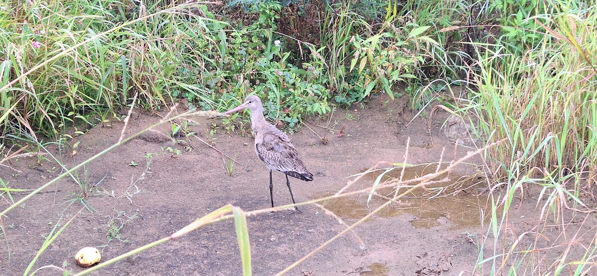 . - Сергей Асташонок