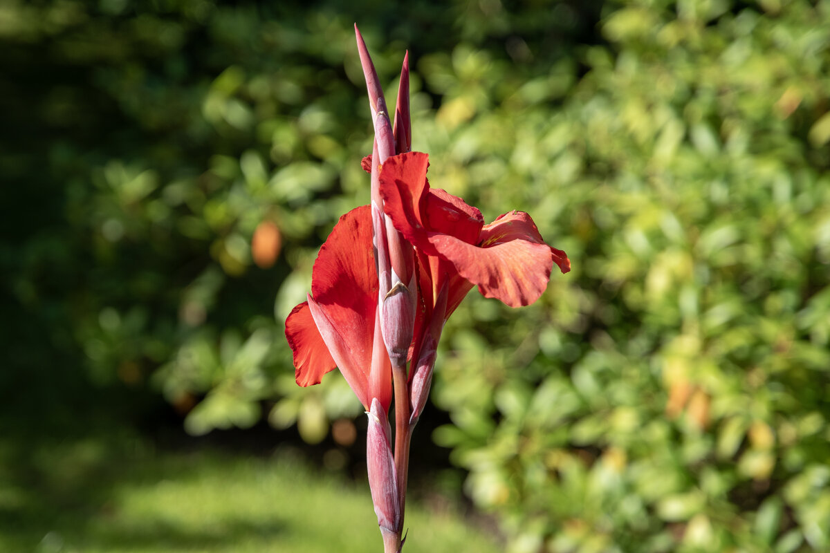 Царь. - Валерий Пославский Царь. - Валерий Пославский
