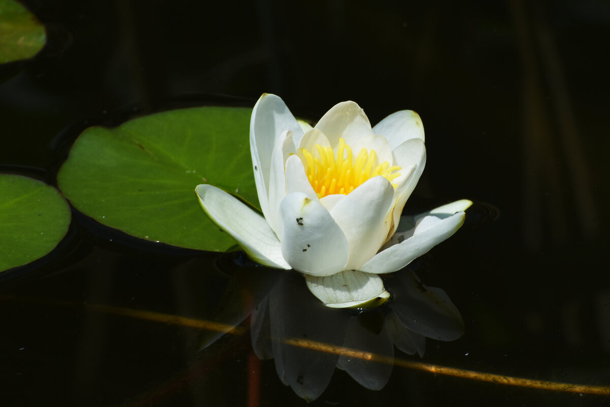Лето в Ботаническом... Июнь. - Наташа *****