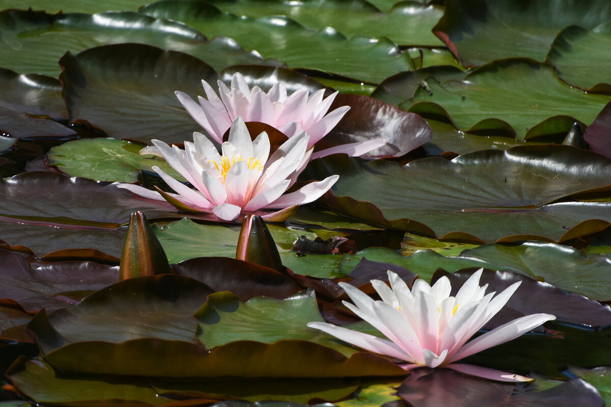 Лето в Ботаническом... Июнь. - Наташа *****