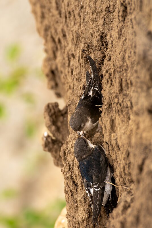 Ласточки - Игорь Сикорский