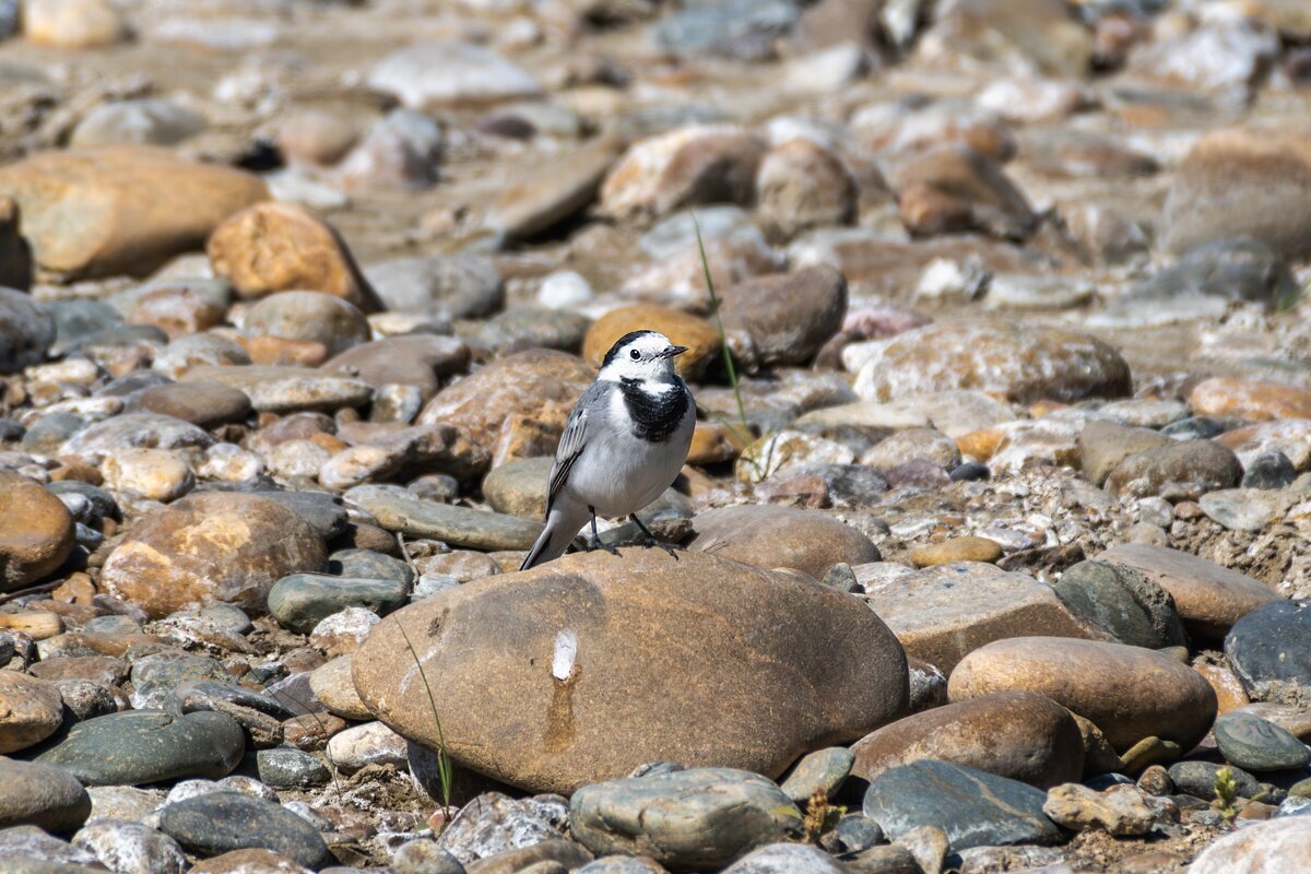 Трясогузка - Игорь Сикорский Трясогузка - Игорь Сикорский