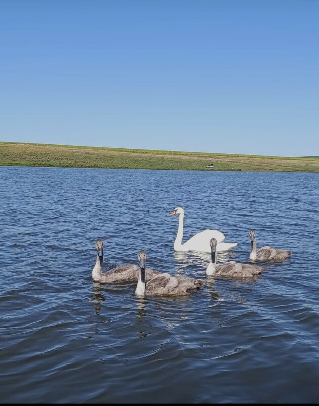 Август. - Венера Чуйкова