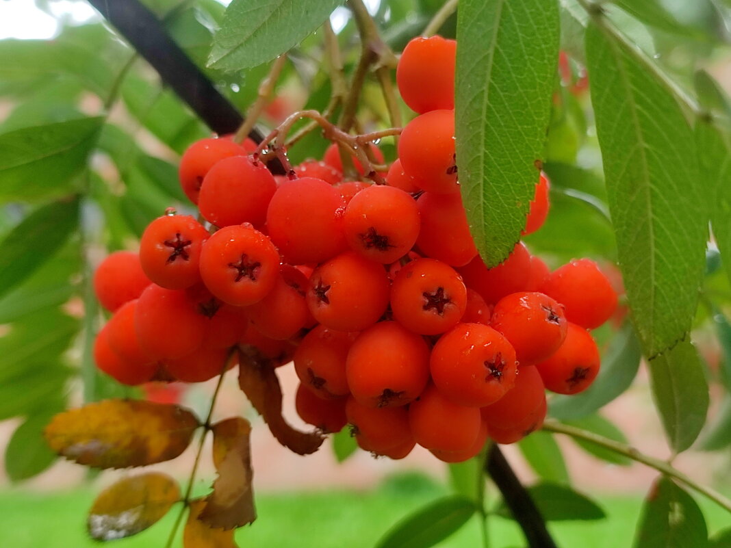 Август - Валентина Богатко 