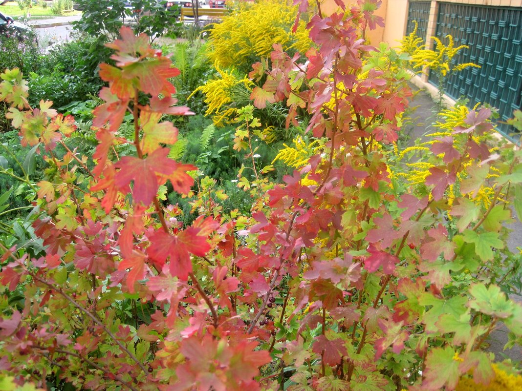 Скоро осень... - Елена Семигина