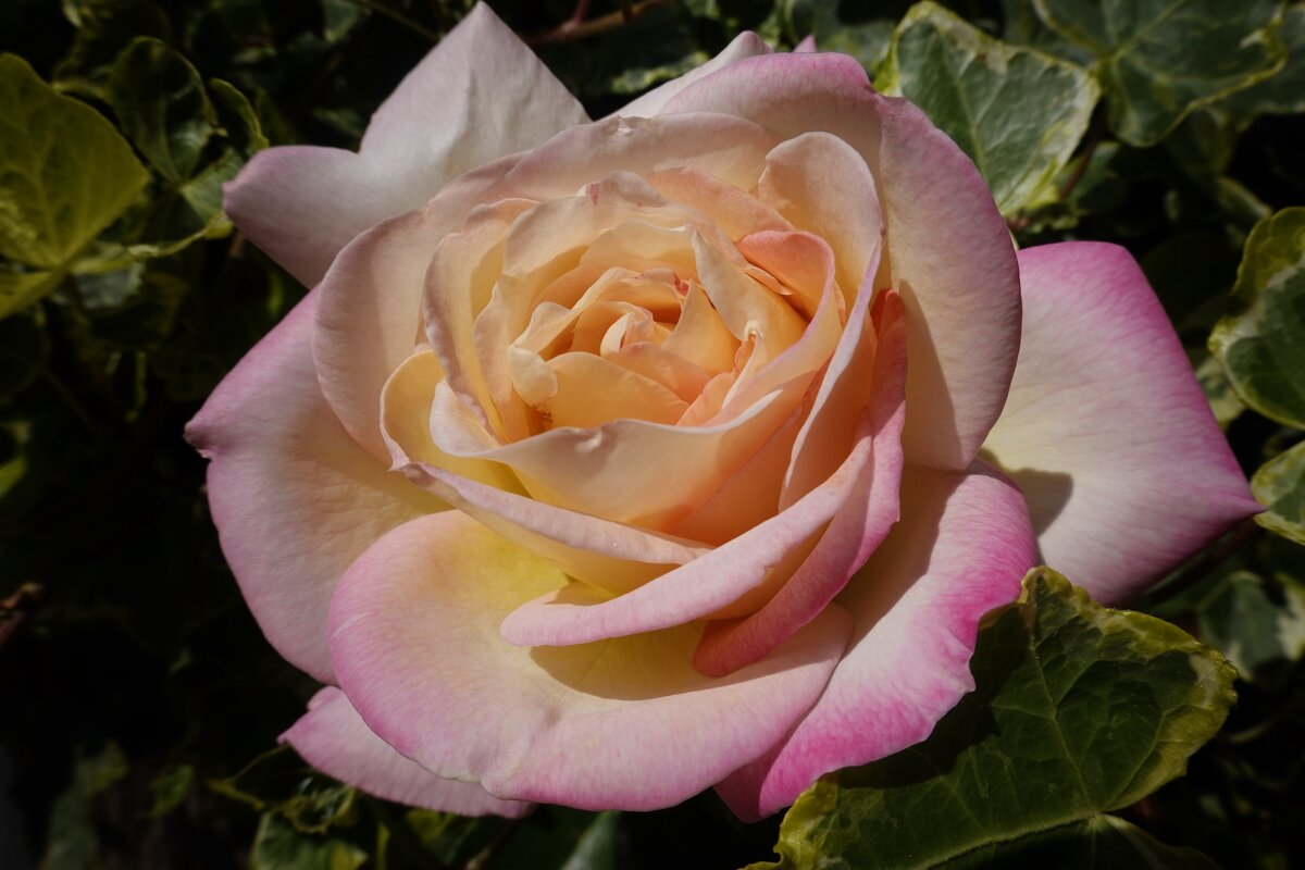 Август...Розы... - Галина 