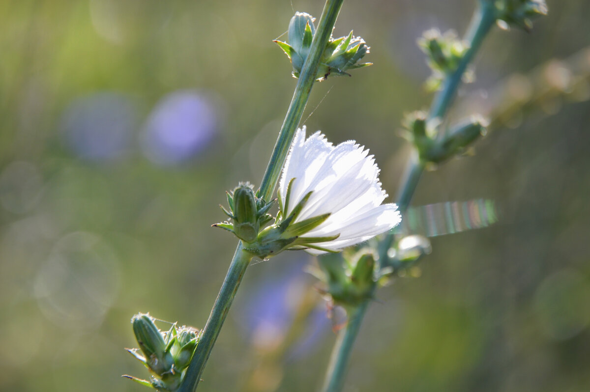 Белый цикорий - Надежда Куркина 