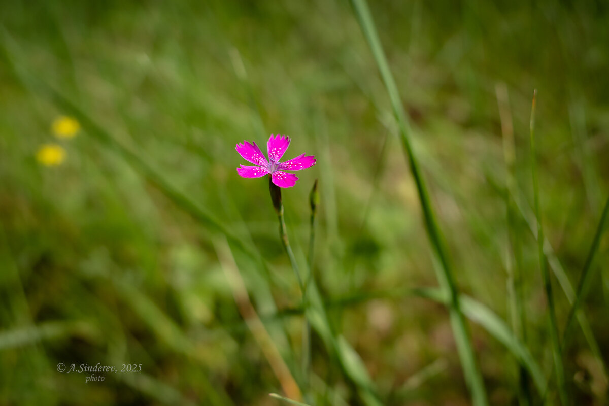 Гвоздика травянка - Александр Синдерёв