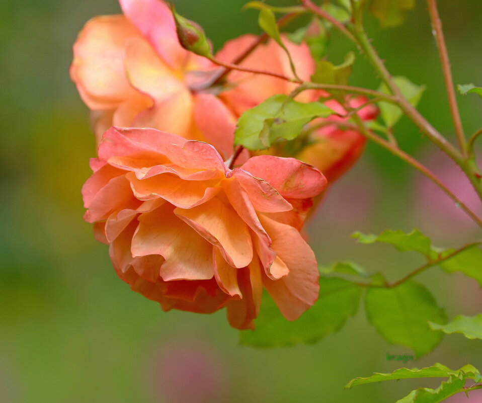 краски лета... - Andrey Bragin 