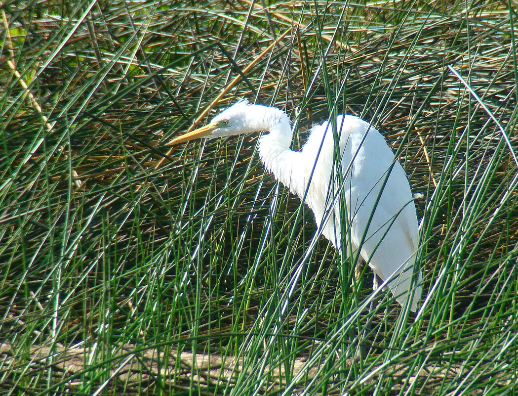 большая белая цапля - gawrilа - dan