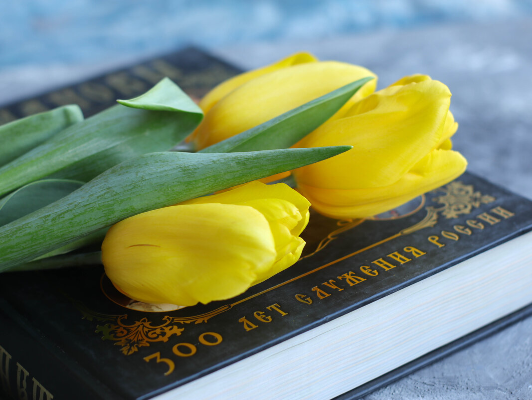 Желтые тюльпаны - Irene Irene