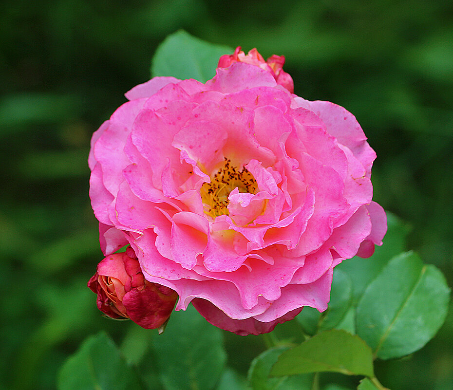 Августовская - Светлана 