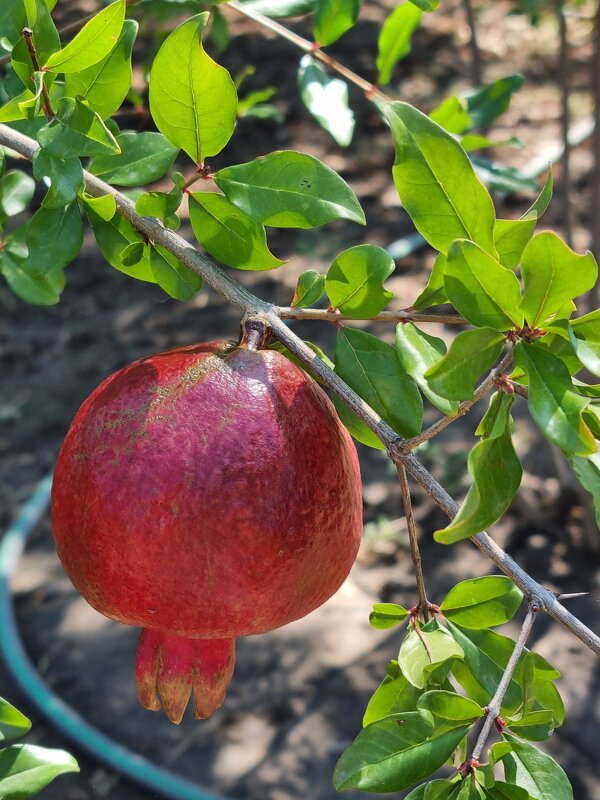 Уже большой... - Наталья Уже большой... - Наталья