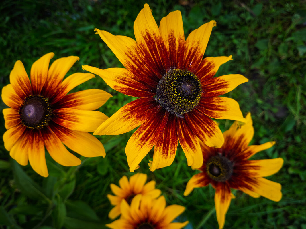 Рудбекия волосистая. - Борис Калитенко