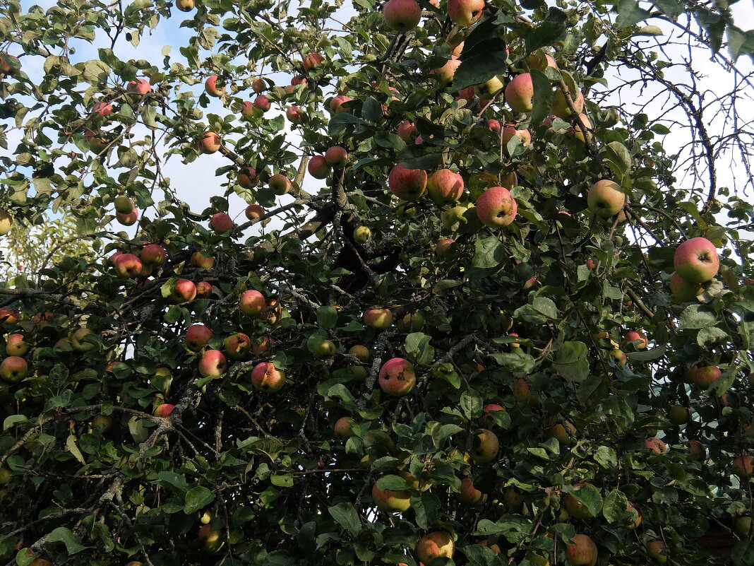 Яблоки августа. - Люба 