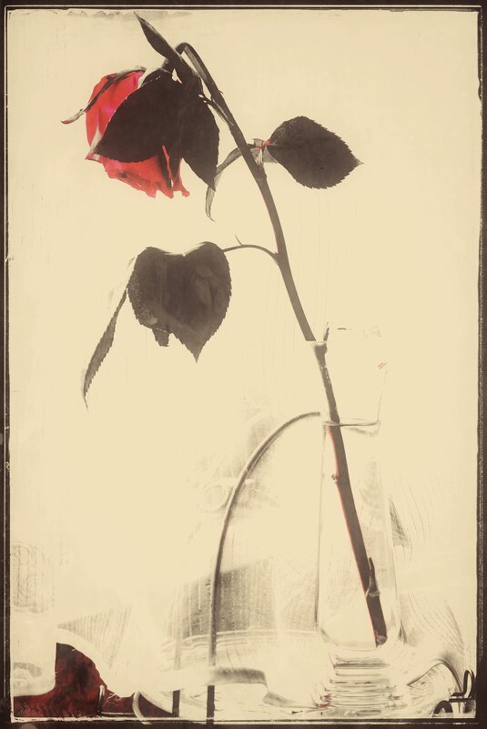 Эстетика увядания... - Руслан 