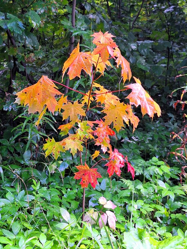 Первые звоночки осени - Наталья 