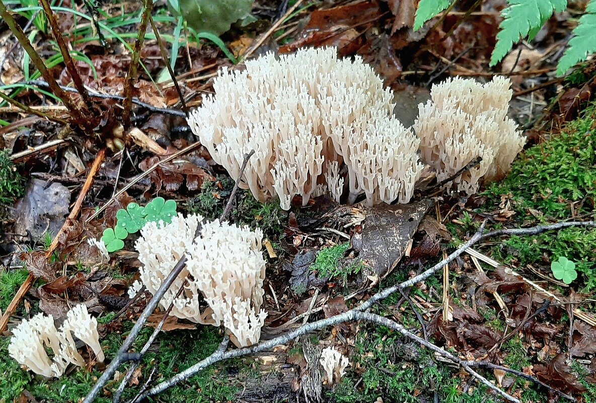 Про грибы - Наталья Герасимова Про грибы - Наталья Герасимова