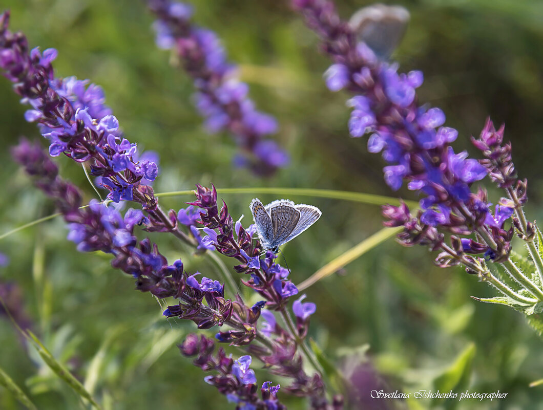 Летняя красота - Светлана Ищенко