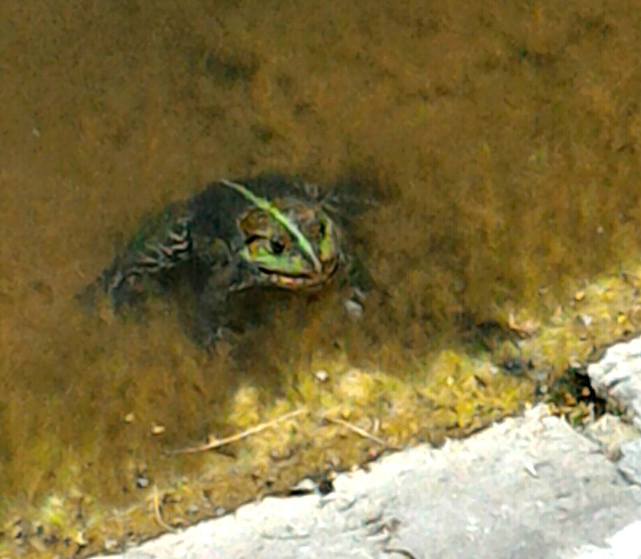 Неведома зверюшка - Натали 