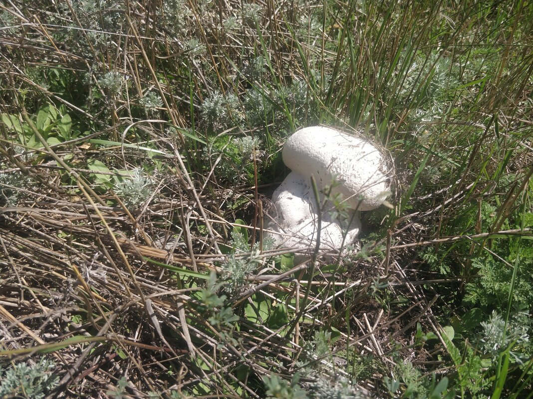 Гриб дождевик - Андрей Хлопонин