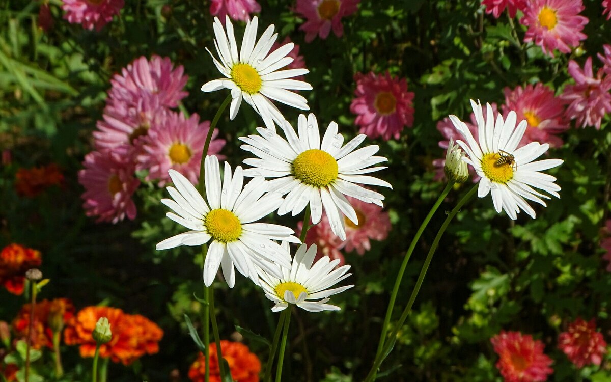 Ромашки в конце лета. - Милешкин Владимир Алексеевич 