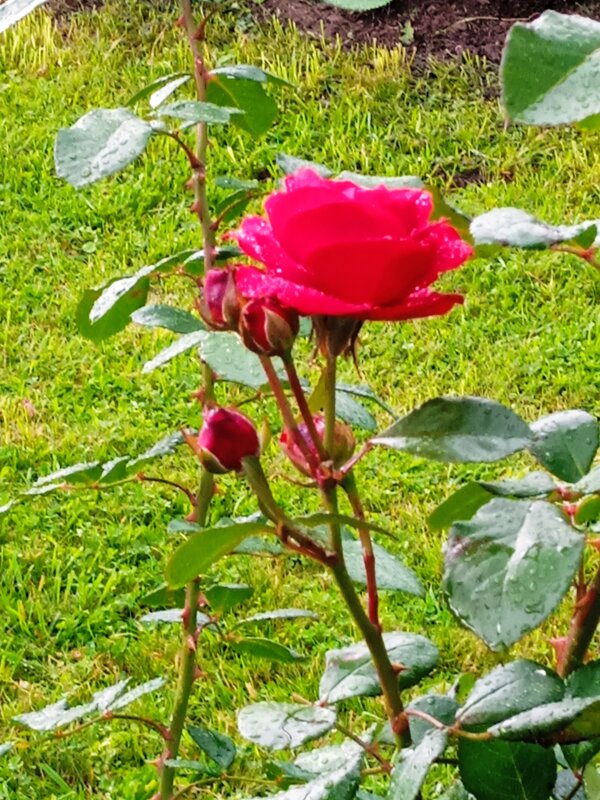 Алая роза в Парке 300- летия Санкт-Петербурга! - Светлана Калмыкова Калмыкова