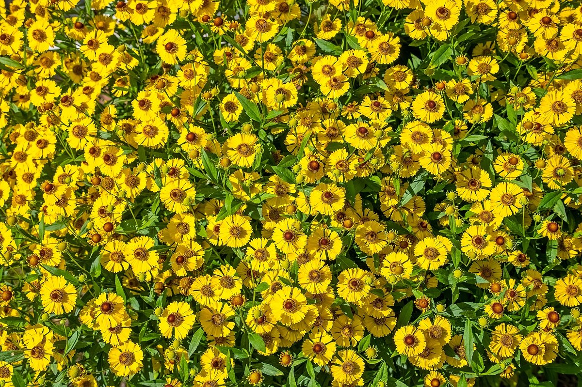 Гелениум - Валерий Иванович Гелениум - Валерий Иванович