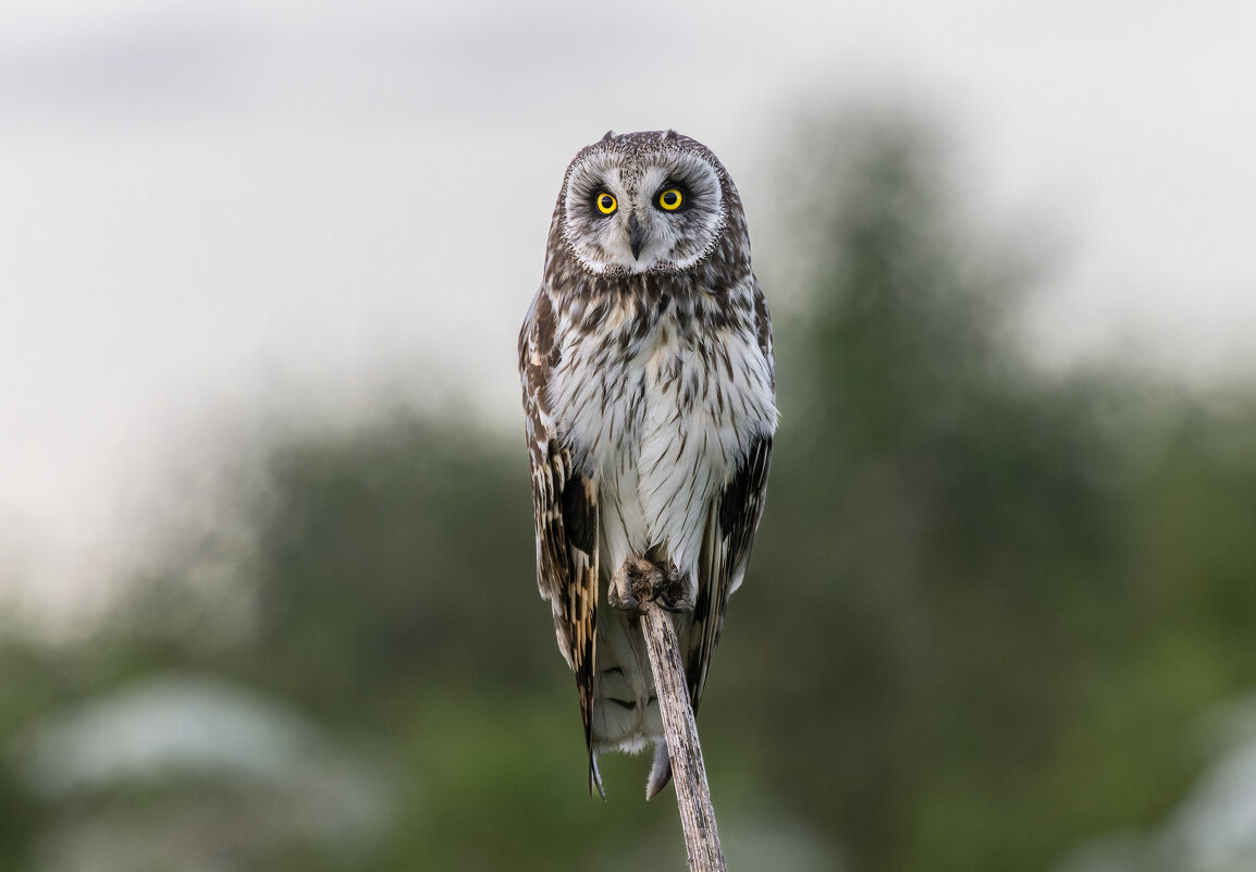 сова болотная - юрий макаров сова болотная - юрий макаров