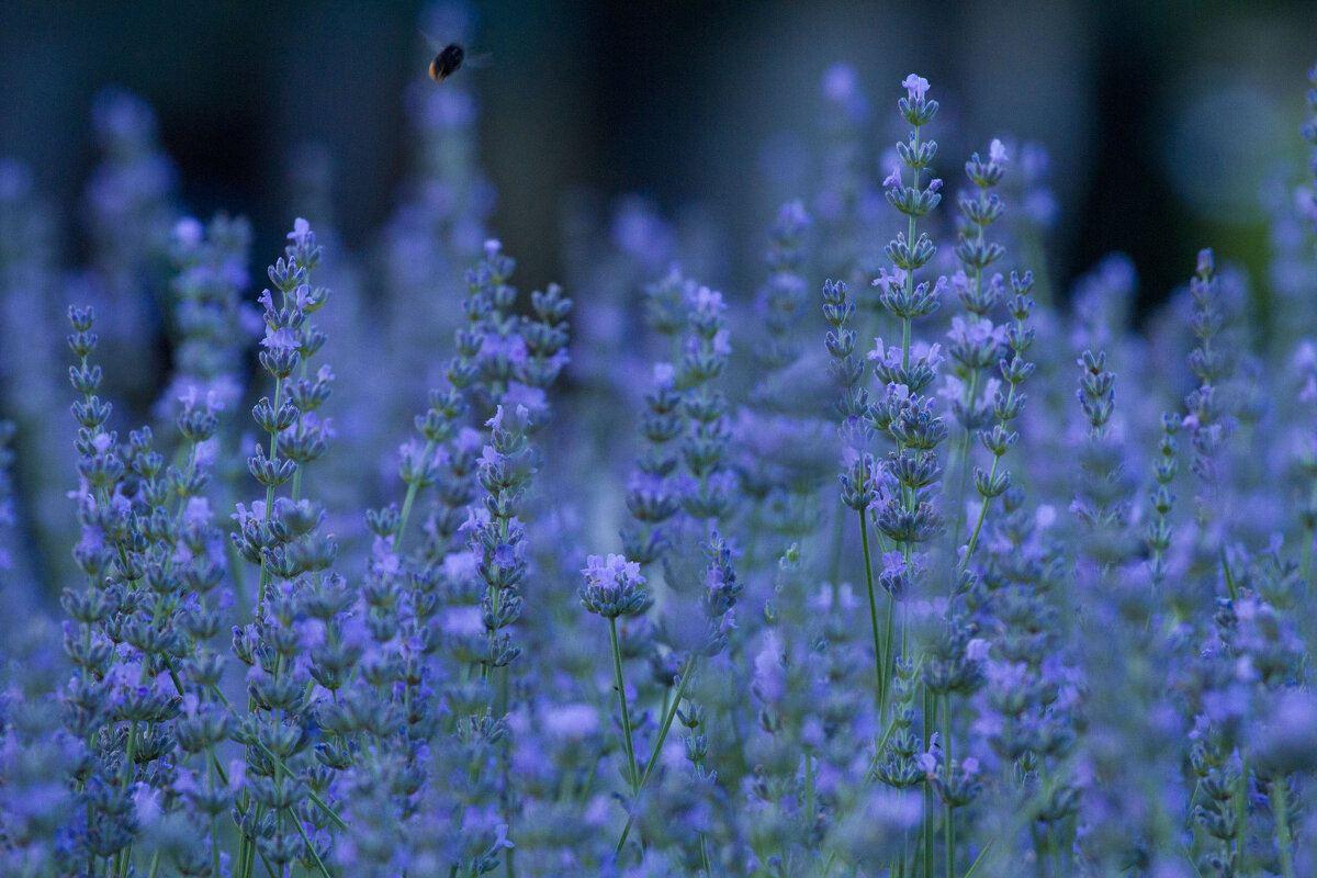 Цветочное - Олег Денисов