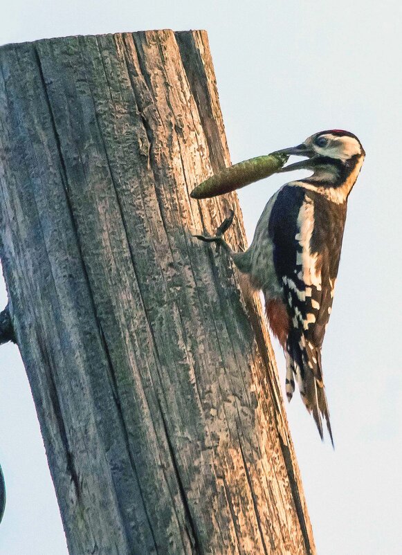 Кузнец - Михаил Белоусов Кузнец - Михаил Белоусов