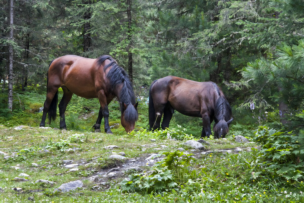 Лошадки - Виктор Фоменко