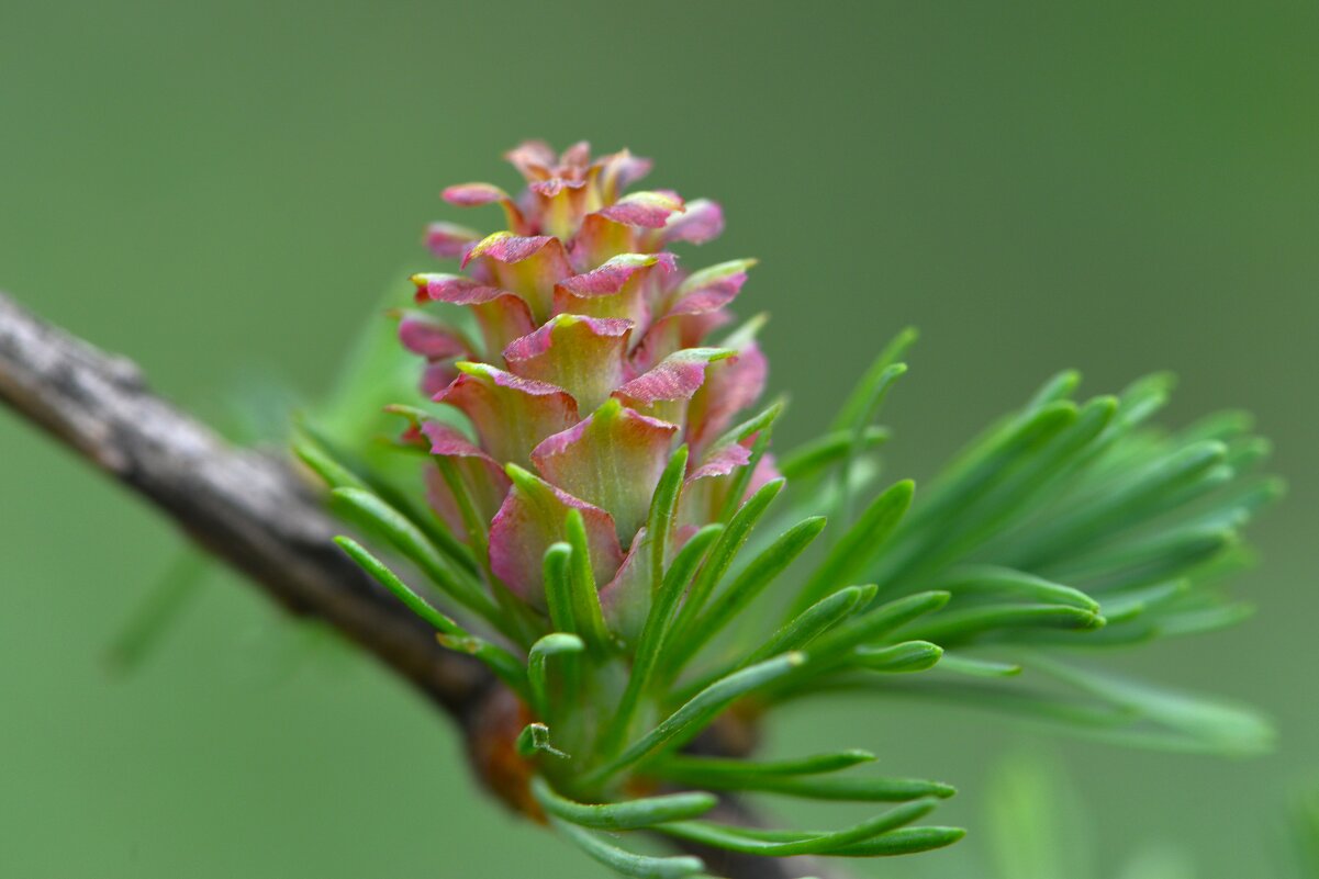 Цветение лиственницы - Константин Анисимов