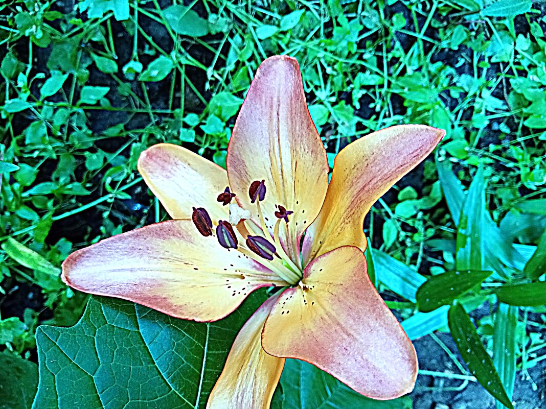 Цветы. - Владимир Драгунский