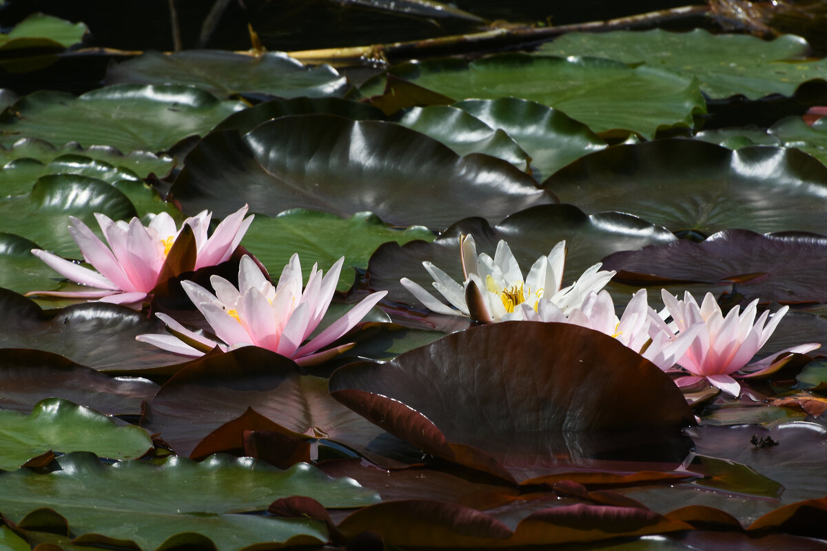 Лето в Ботаническом... Июнь. - Наташа *****